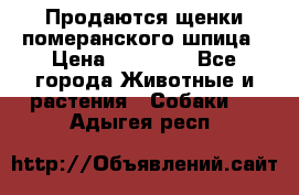 Продаются щенки померанского шпица › Цена ­ 45 000 - Все города Животные и растения » Собаки   . Адыгея респ.